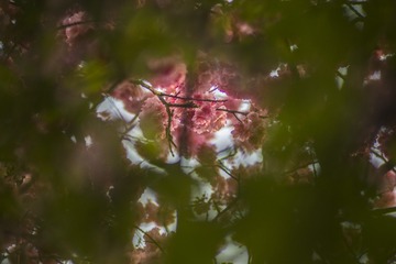 _DSC9238