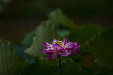 _DSC4387