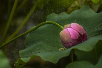 _DSC4349