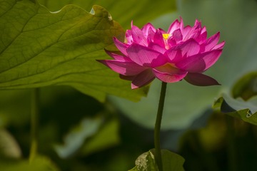 _DSC4342