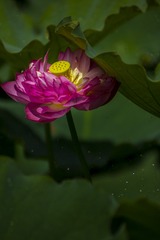 _DSC4344