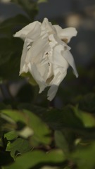 _DSC8983