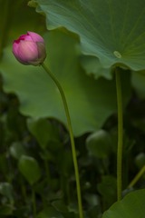 _DSC4362