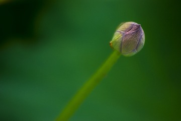 _DSC4375