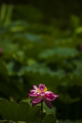 _DSC4385