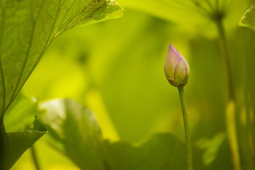 _DSC4370