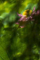 _DSC4363