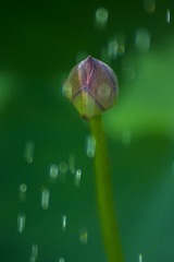 _DSC4376