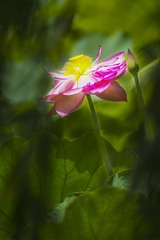 _DSC4365