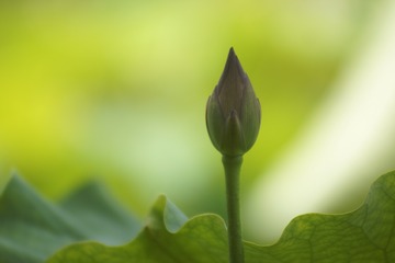 _DSC4371