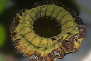 _DSC4372