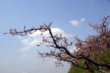 DSC04284.Ajpg.jpg