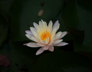E1E35698-ED15-43CD-8600-615671035E61/L0/001