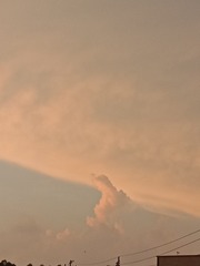 3629818