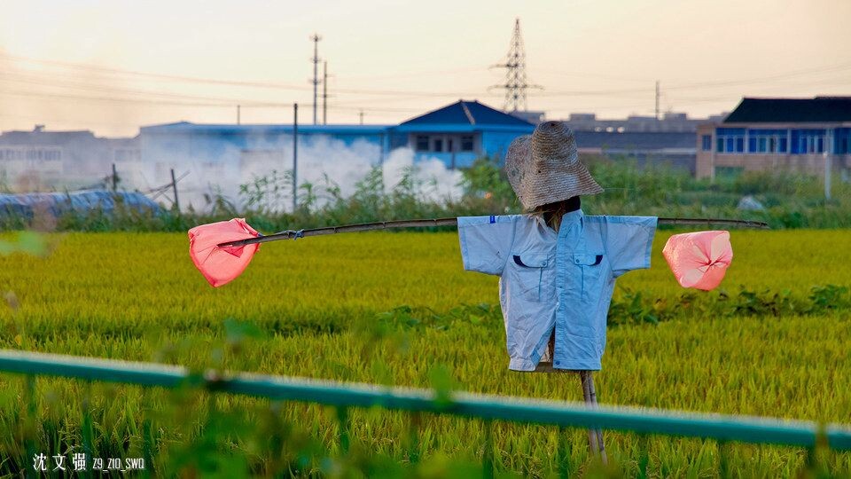 稻田守望者