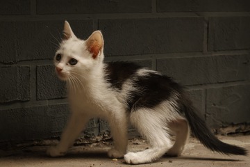 32365