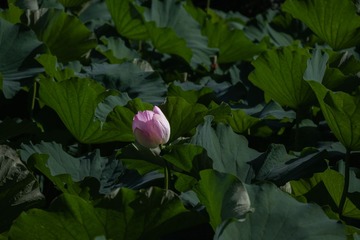 782FA555-B6EC-4BB9-AC9E-16EBEAC21246/L0/001