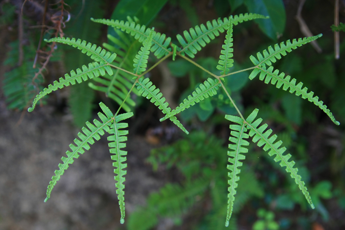 伶仃岛上不伶仃 - 顺天 - 图虫