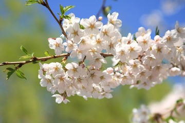 IMG_2466.jpg