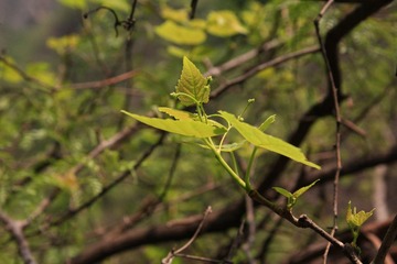 IMG_3189.jpg