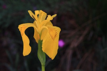IMG_3427.jpg