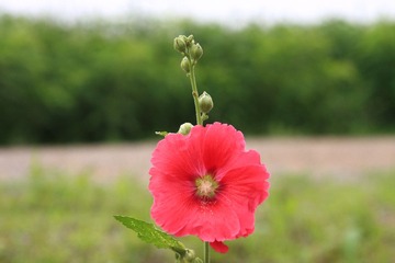 IMG_3622.jpg