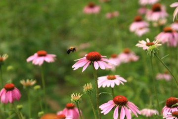 IMG_3646.jpg