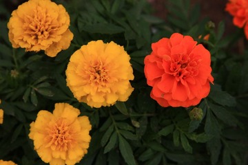 IMG_3682.jpg