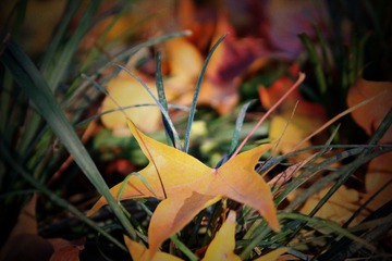 IMG_4473_