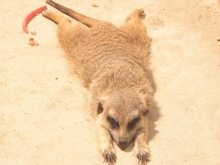 2004069