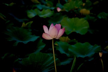 C9B0FA78-3320-4674-A855-D1D33BF47B69/L0/001