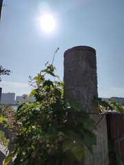1000062612