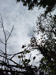 1000037171