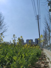 1000069250