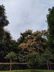 1000036493