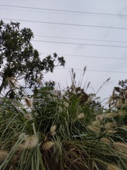 1000036549