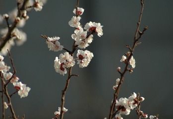 2012.4.5窗外春到5.jpg