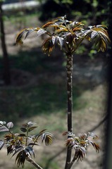 DSC_1673.jpg