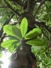 CIMG0041.JPG