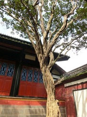 CIMG0068.JPG