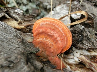 CIMG0458.JPG