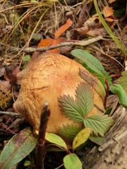 CIMG0460.JPG