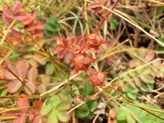 CIMG0464.JPG