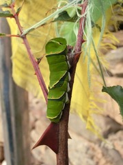 CIMG0314.JPG
