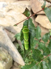 CIMG0315.JPG