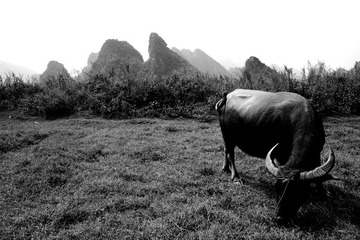 IMG_9919 bw sharp.jpg