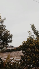 81