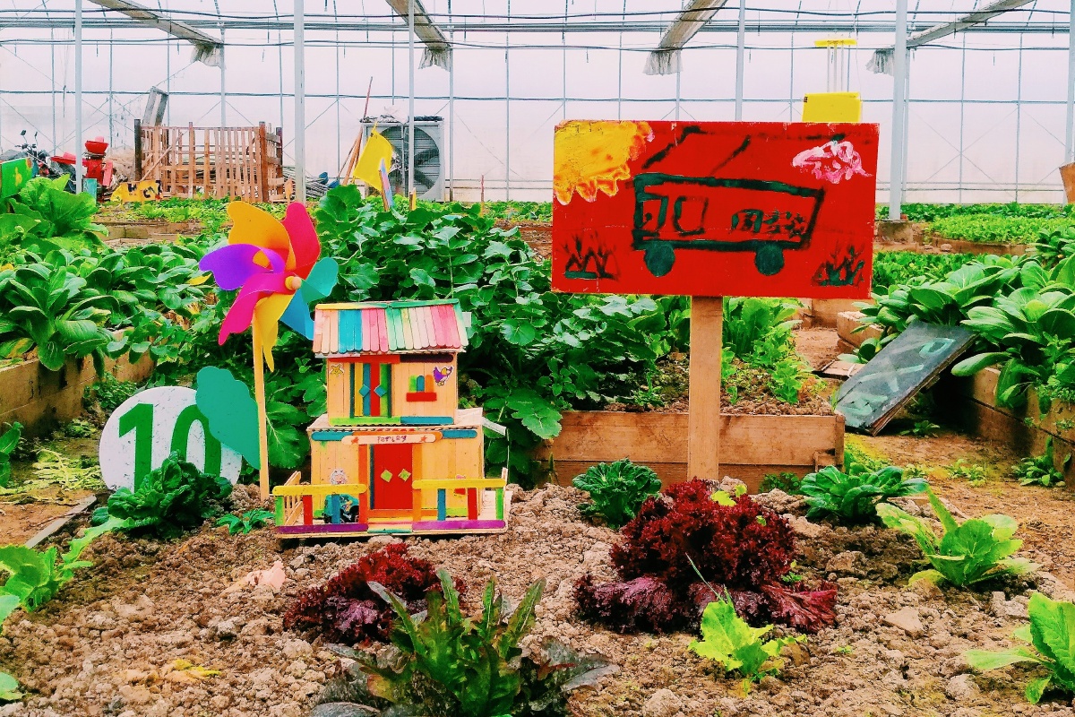 有机农场的一个小菜园