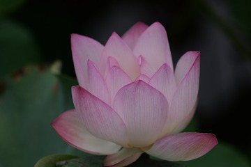 85CC7748-6787-45EE-8217-D6638714F6CE/L0/001