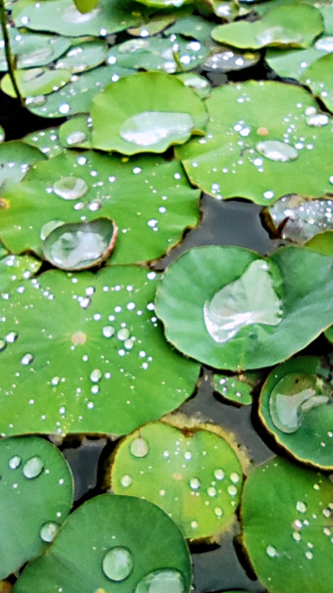 雨后池塘